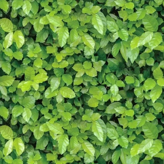 Euroopa stiilis lehe mustriga isekleepuv tapeet